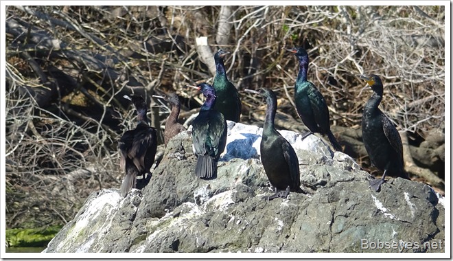 cormorants15