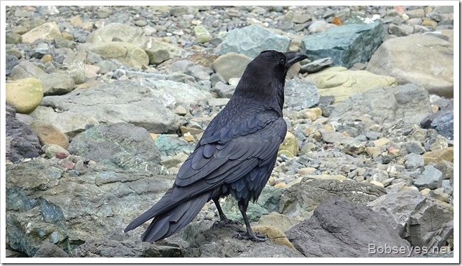 crow11