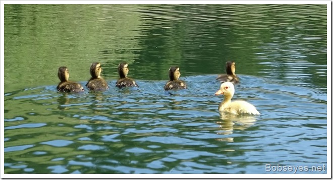duckies5