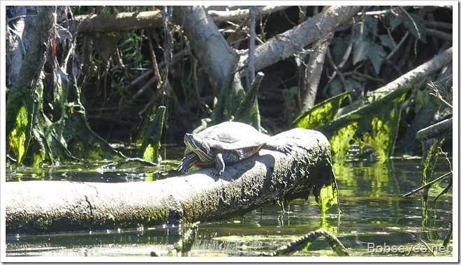 turtle4