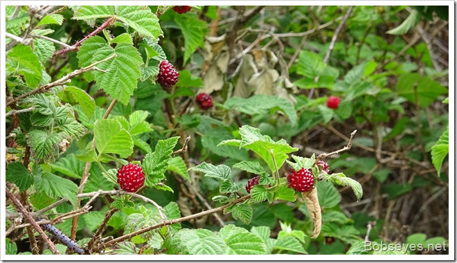 sberrys