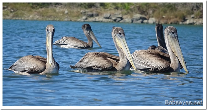 pelicans6