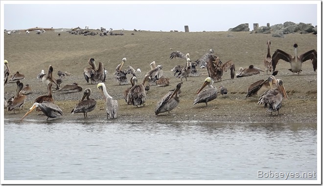 pelicans13