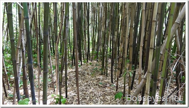 bamboo5