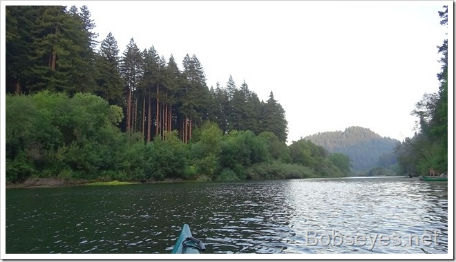 redwoods12_thumb
