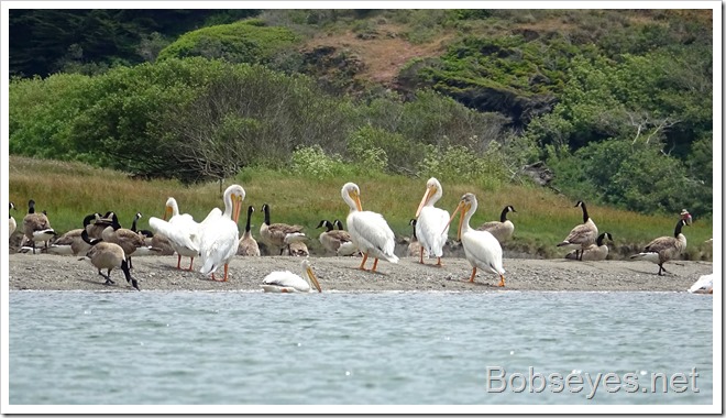 pelicans4