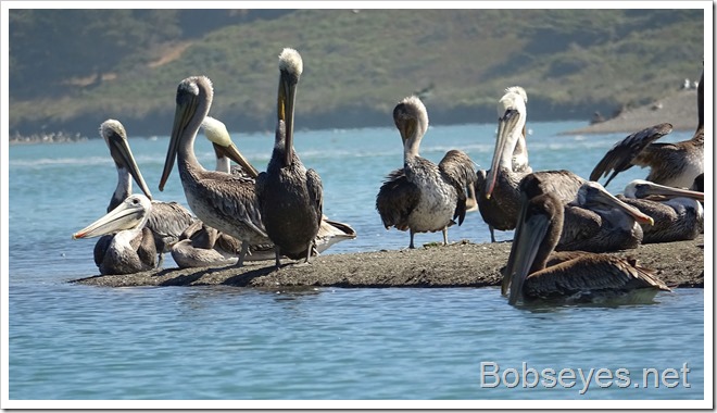 pelicans10
