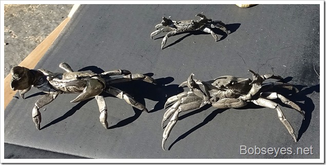 crabs14