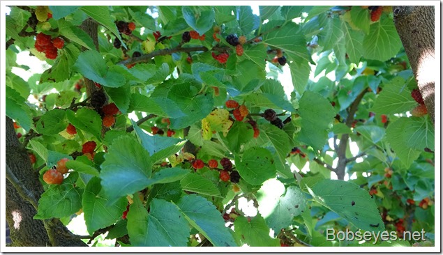 mulberries110