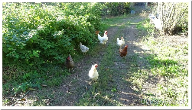 chickens3