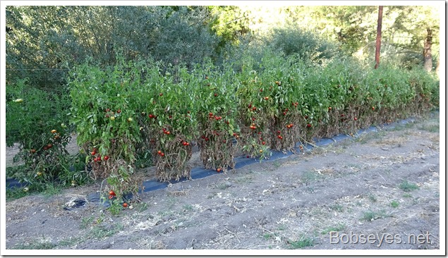 tomatoes8