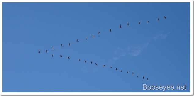 cranes10