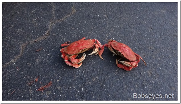 crab12