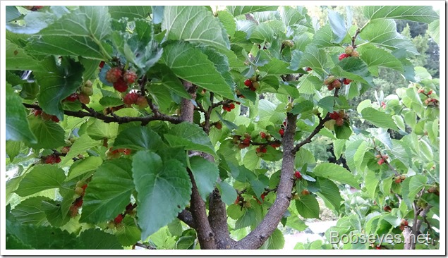 mulberries9