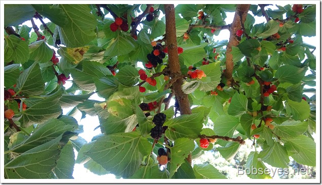 mulberries6