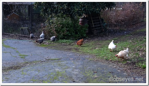 chickens8 chickens8